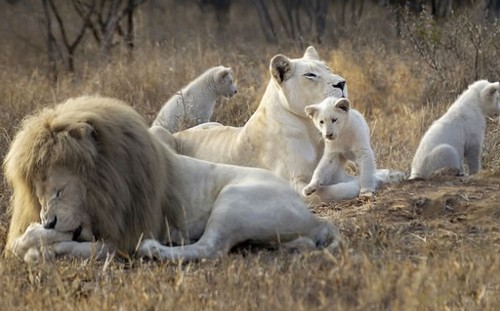 Beautiful-White-lion-family.jpg