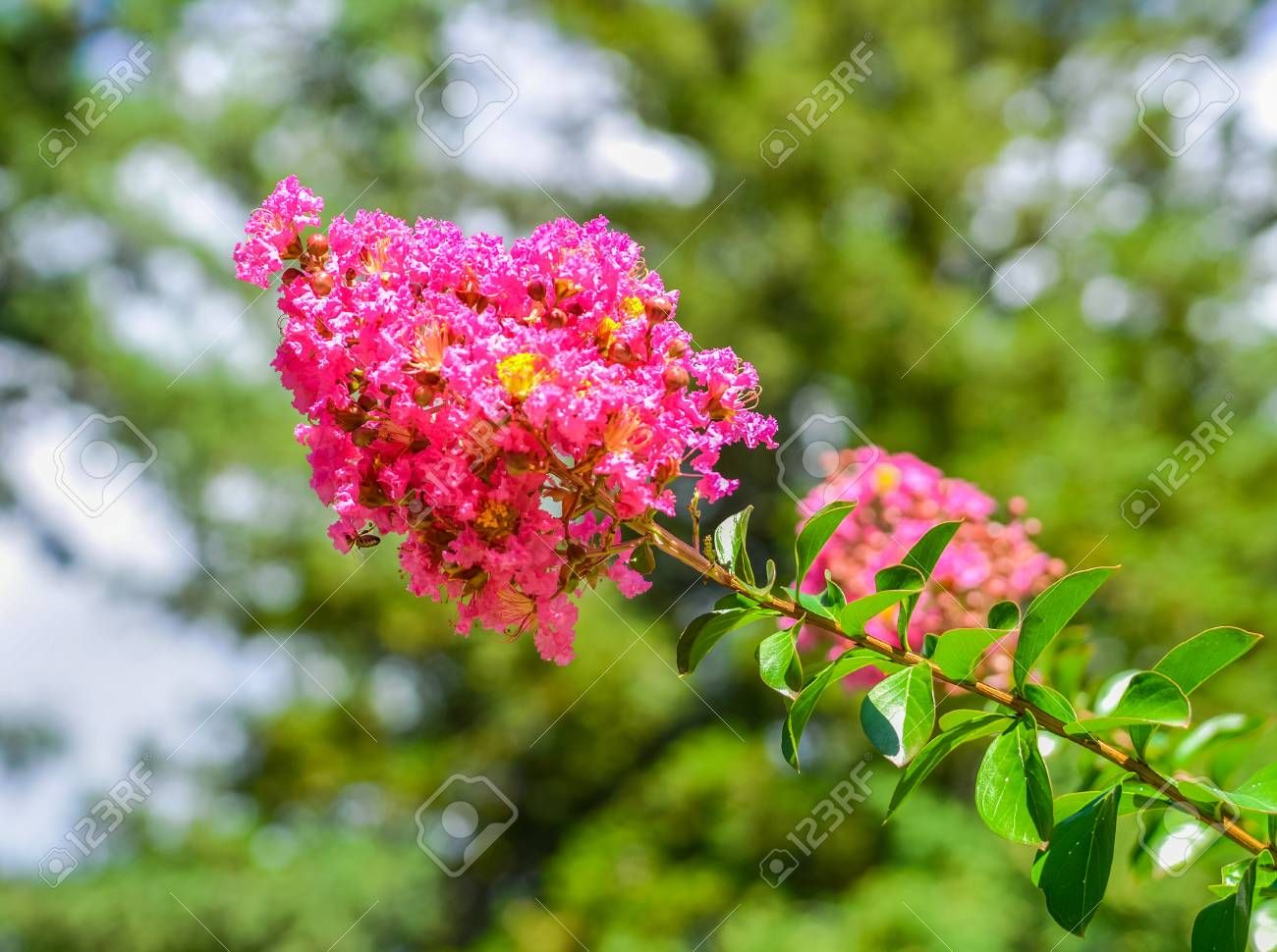 96819368-blossoms-of-pink-crepe-myrtle-lagerstroemia-indica-genus-lythraceae-close-up-flowering-in-summer-.jpg