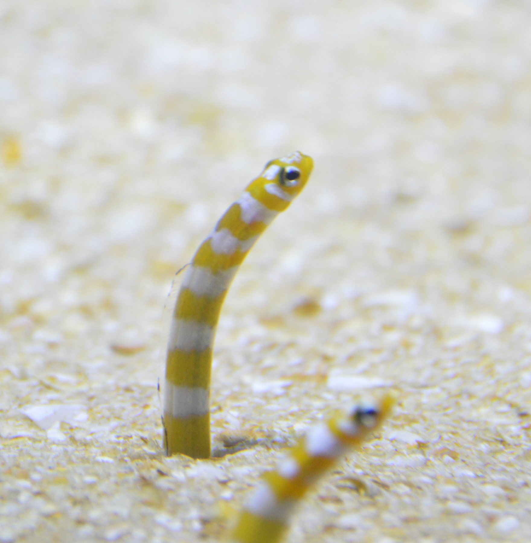 DSC_0127.JPG
