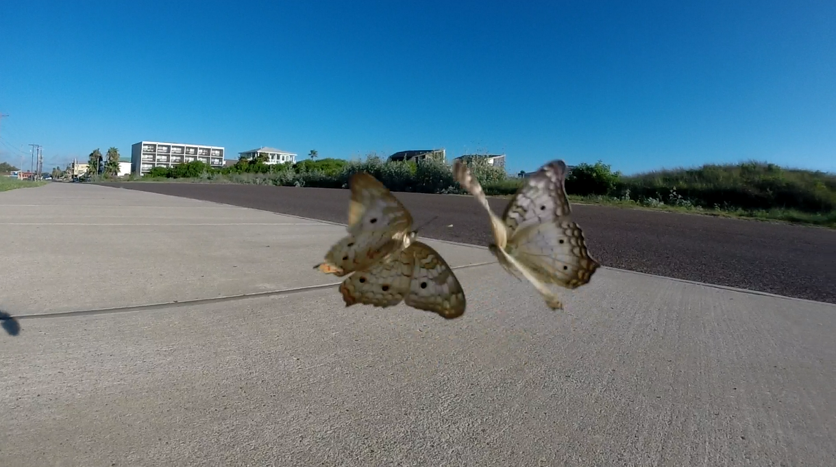 butterfly fight 2.png