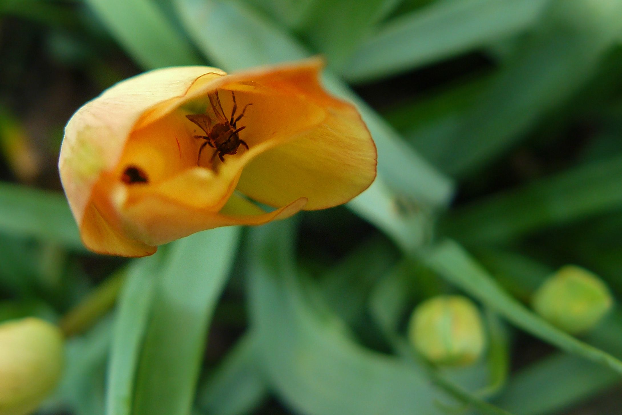 tulip orange mini bee 2.jpg