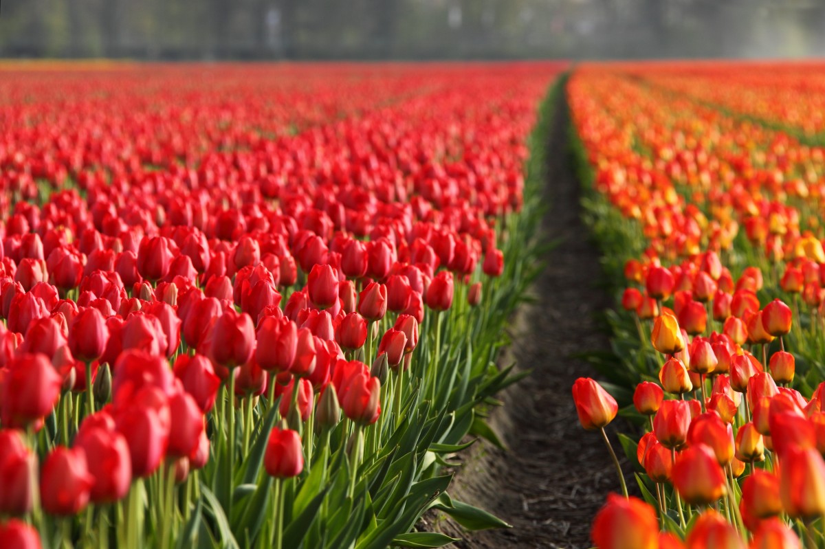 tulips_tulip_field_fields_orange_red_background_wallpaper-1360779.jpg