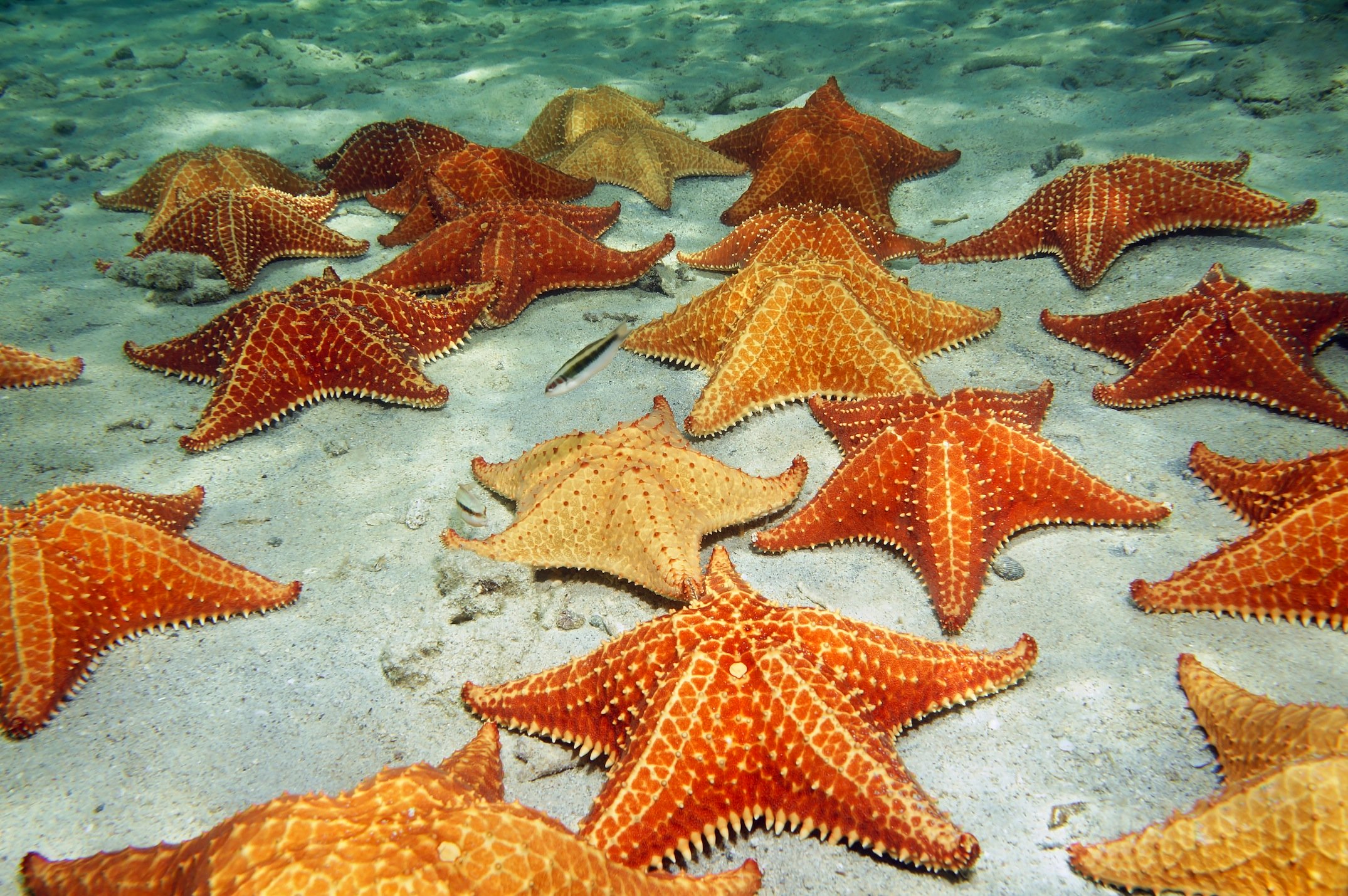 Star Fish (Sea Star) story — Steemit
