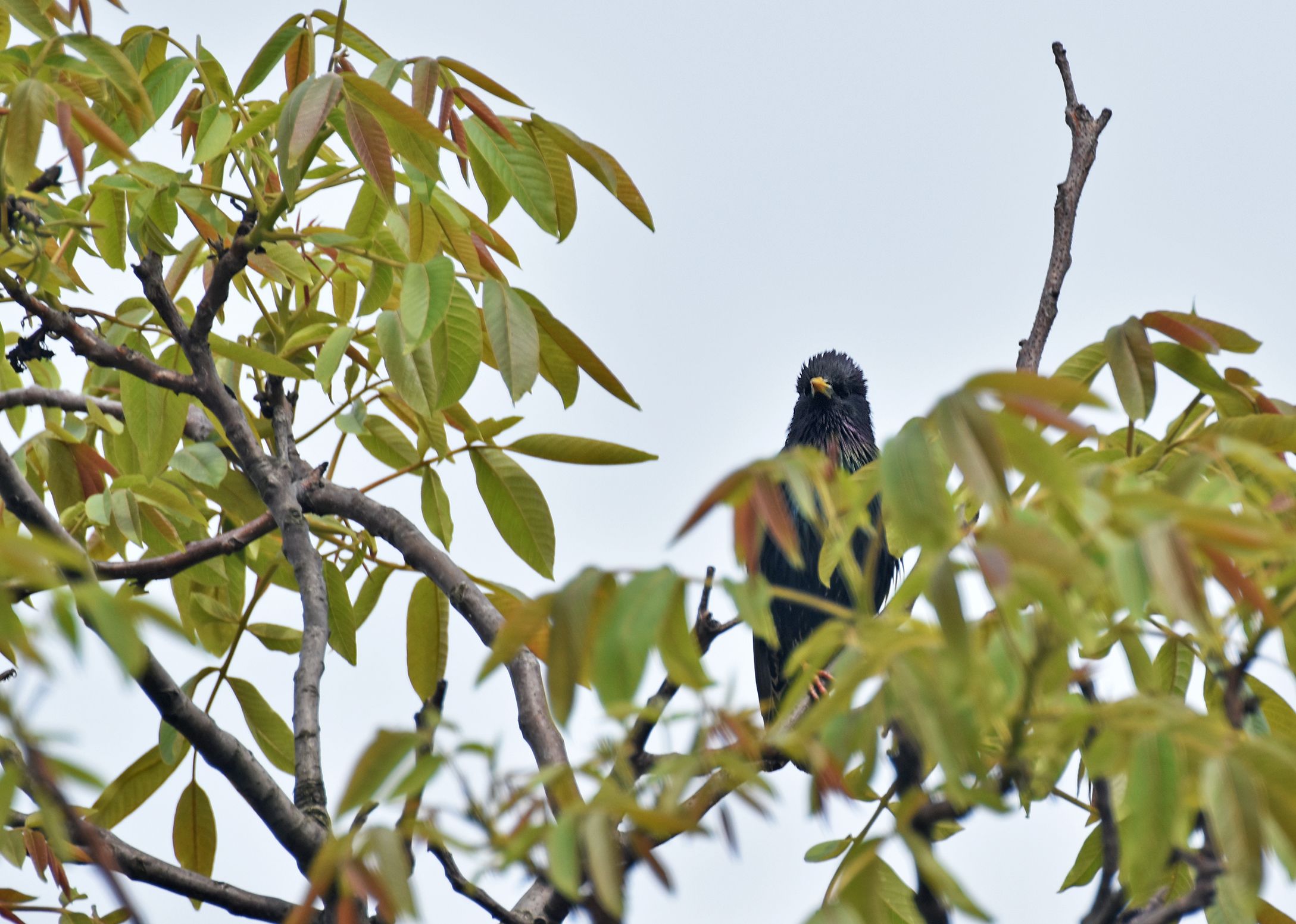 starling walnut tree 3.jpg