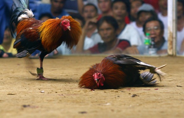 cockfight.jpg