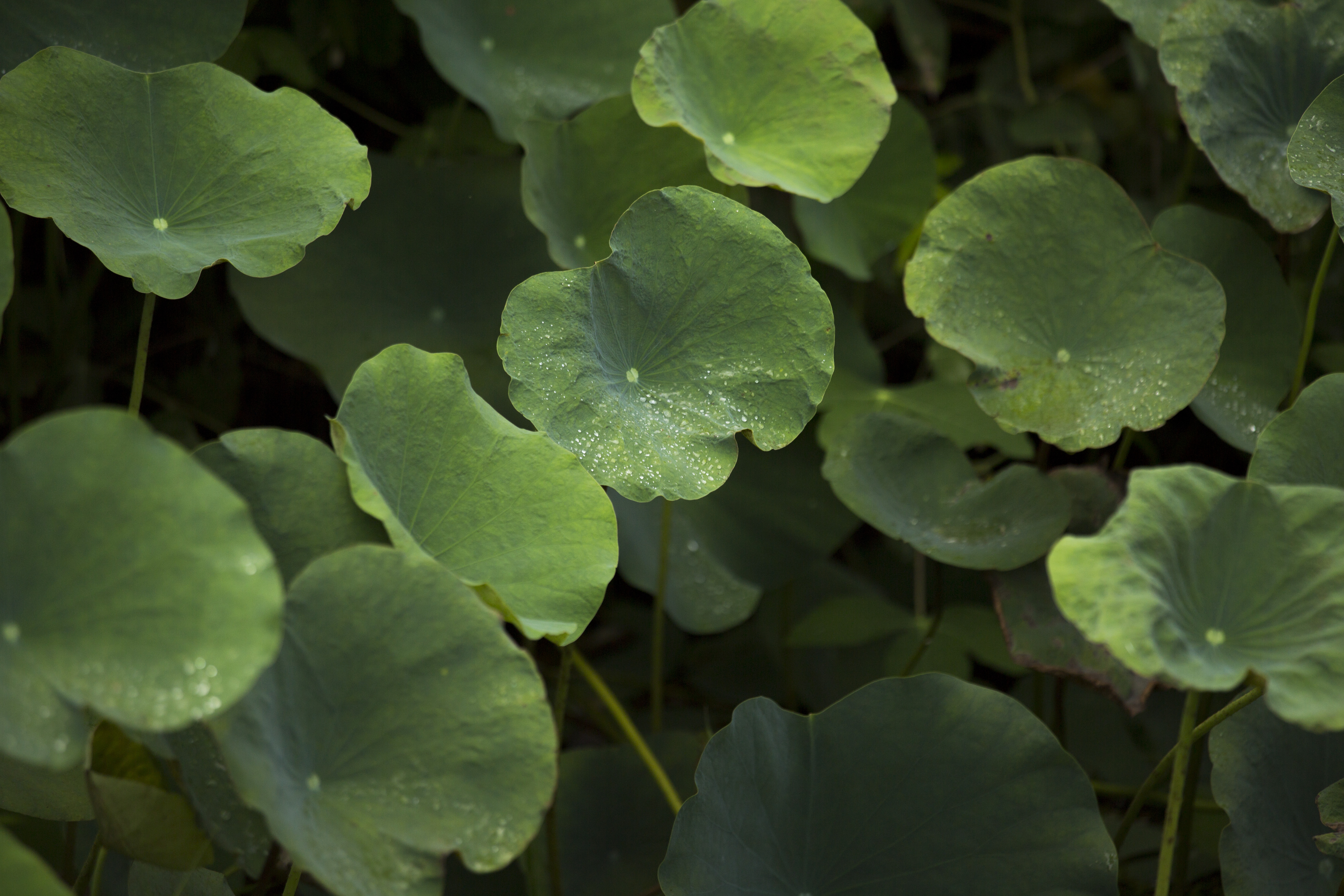 3J0A2950-Lotus-Leaves-Perak-Marco-Photography.jpg