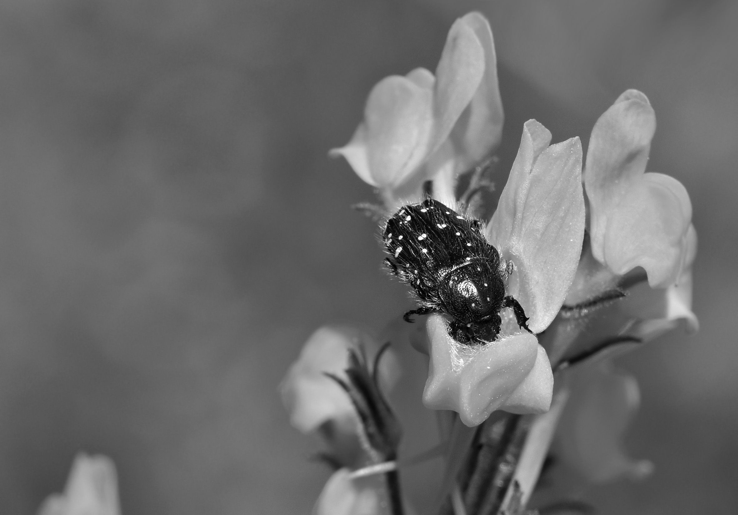 beetle macro bw.jpg