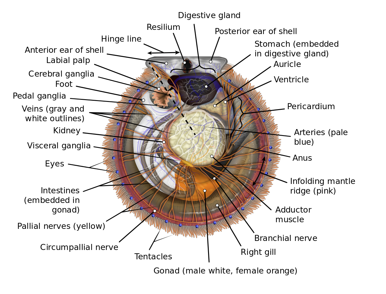 Scallop_Diagram2.svg.png