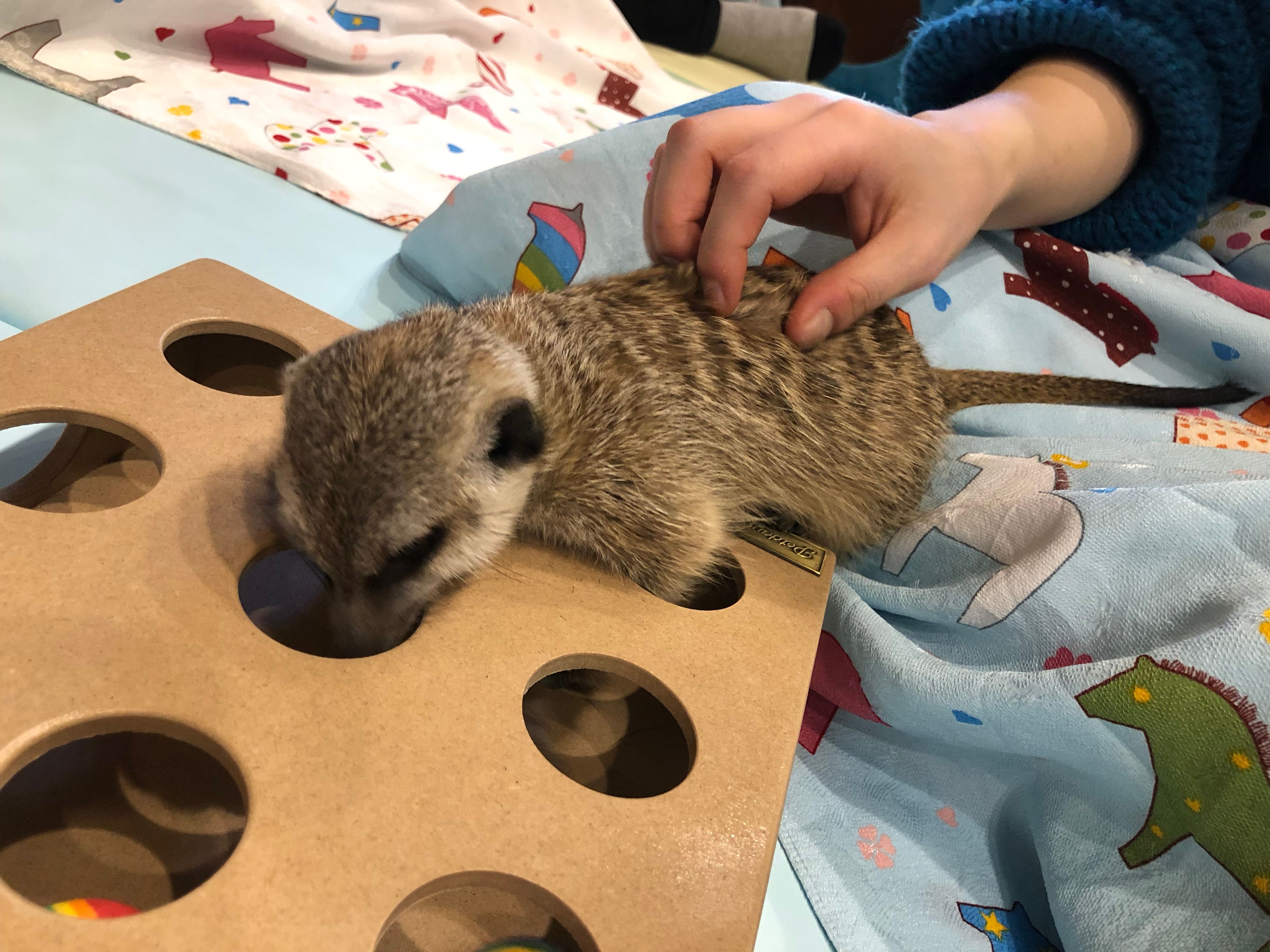 쿼카: 세상에서 가장 행복한 동물의 진실, image size:4032x3024