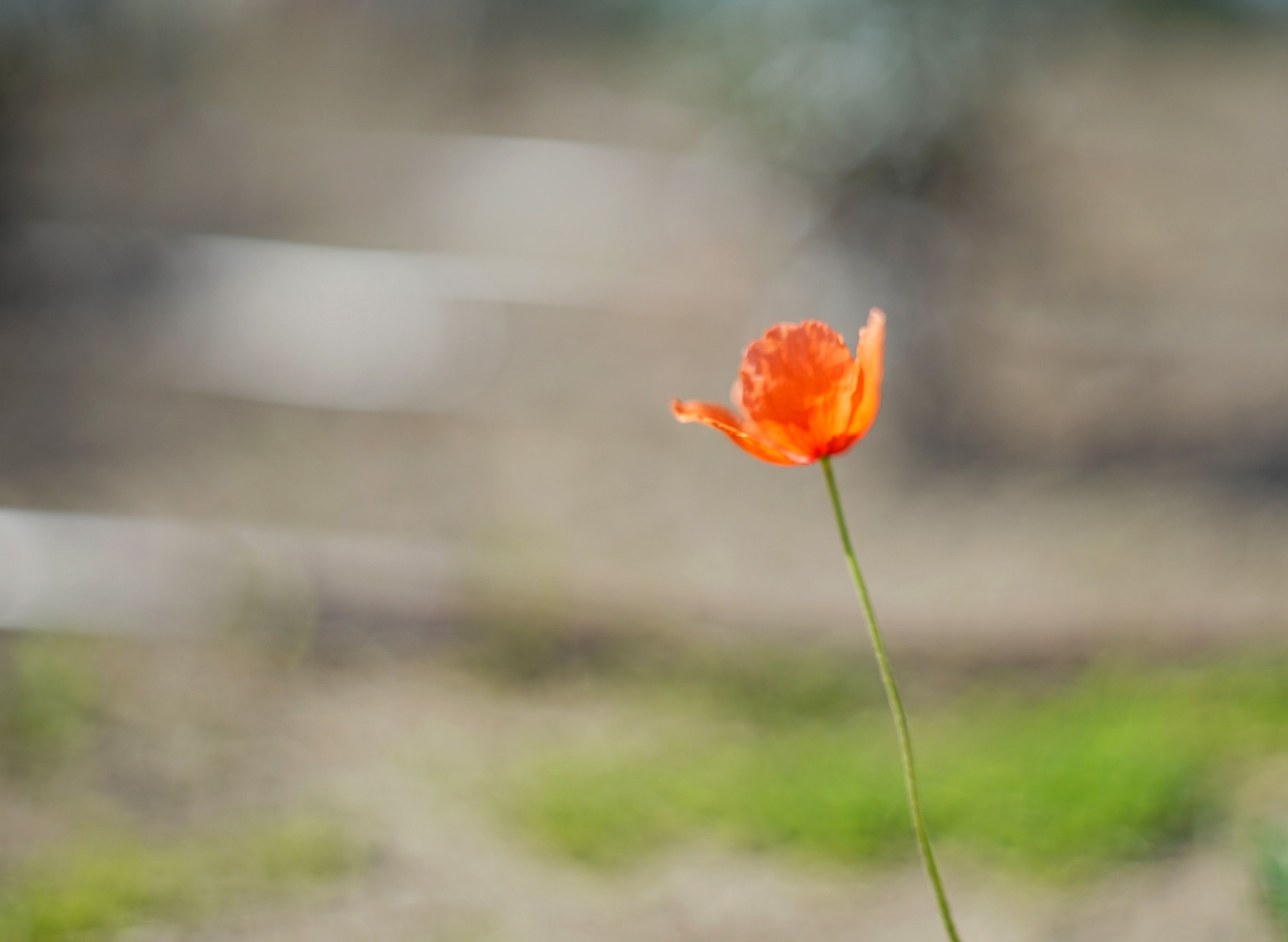 poppy flower bokeh.jpg
