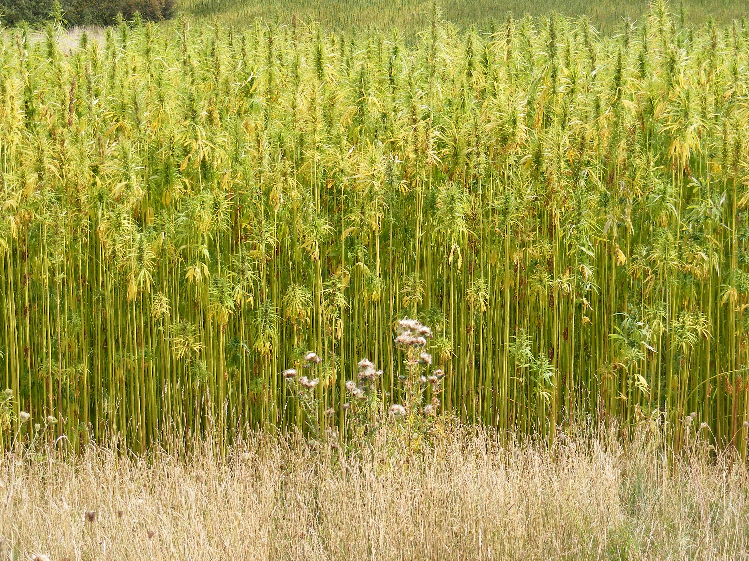 Hemp Growing In the UK - Wikimedia Commons.jpg