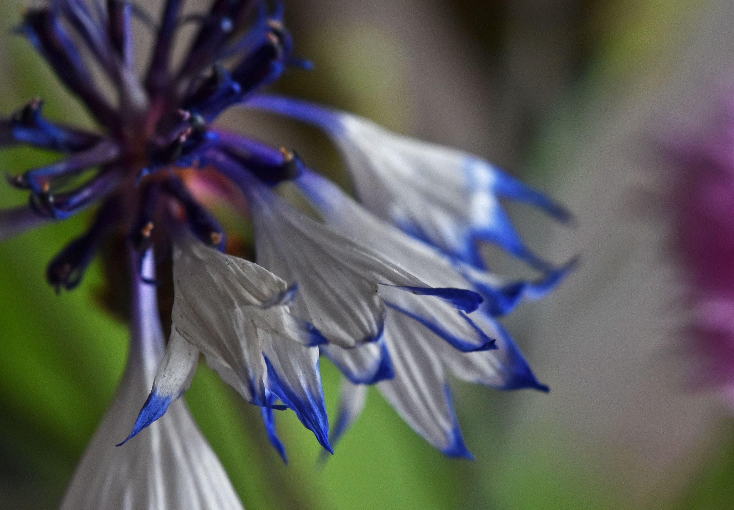 cornflower drystuff 1.jpg