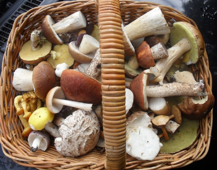 4 Easily Identified Edible Wild Mushrooms Growing In The UK. 