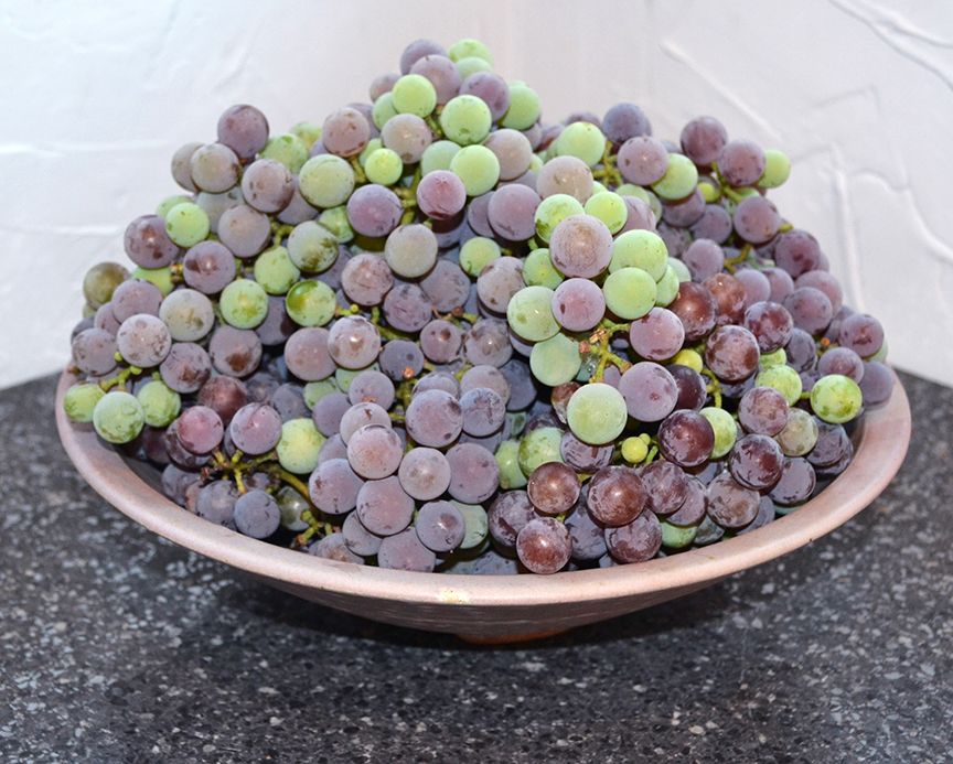 grapes 2.jpg