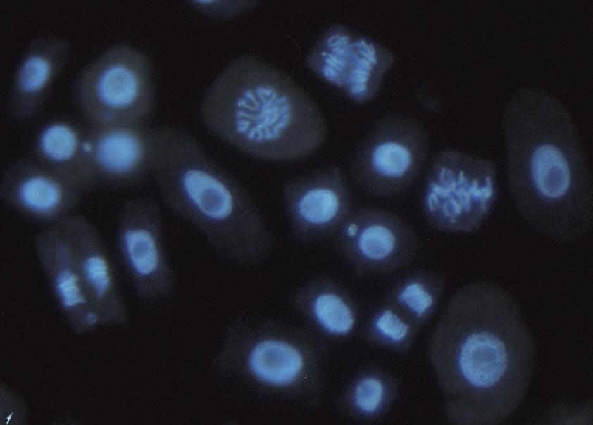 Global Molecular Cytogenetics Market.jpg