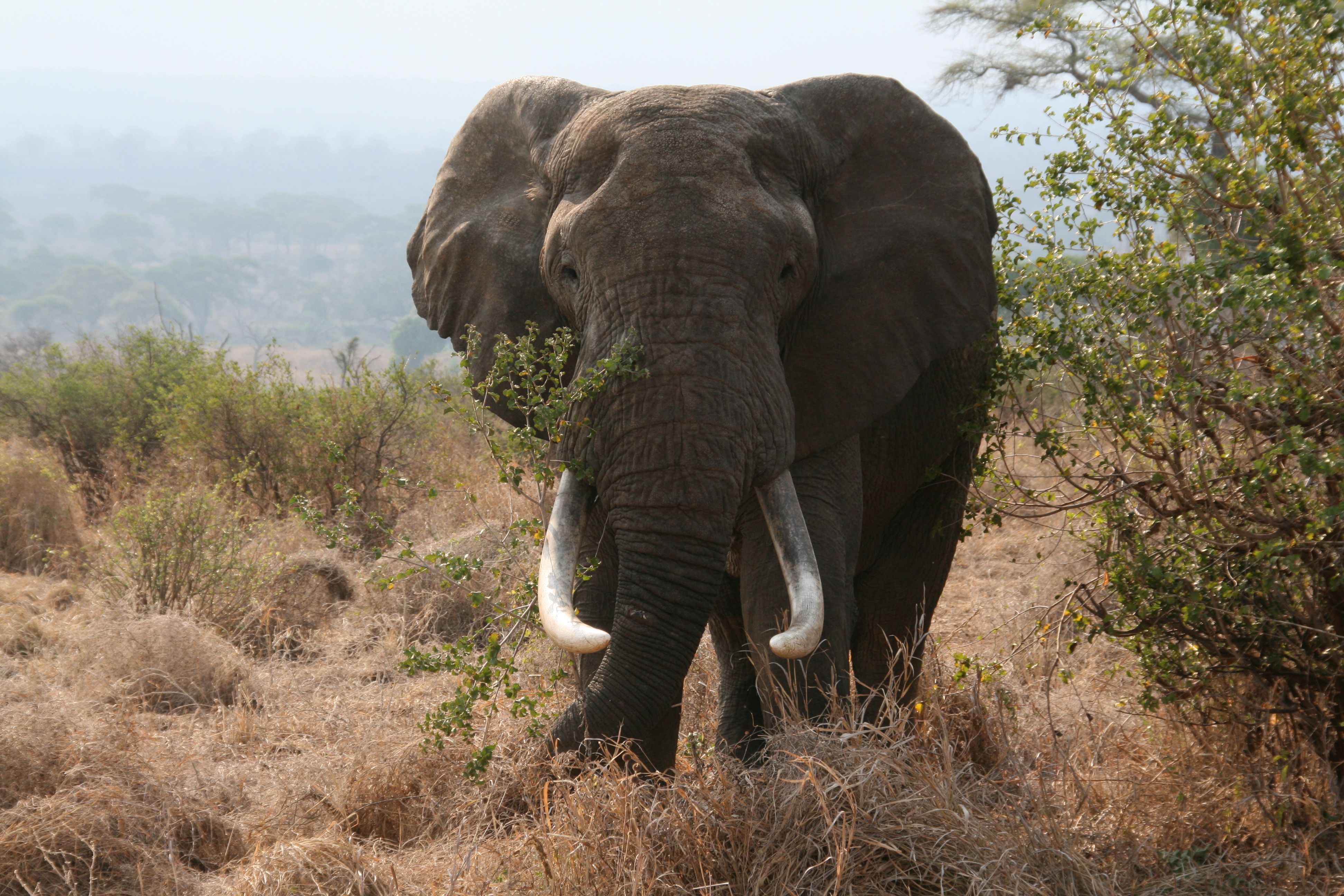 African_bull_elephant_Tanzania.jpg