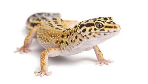 gecko.jpg