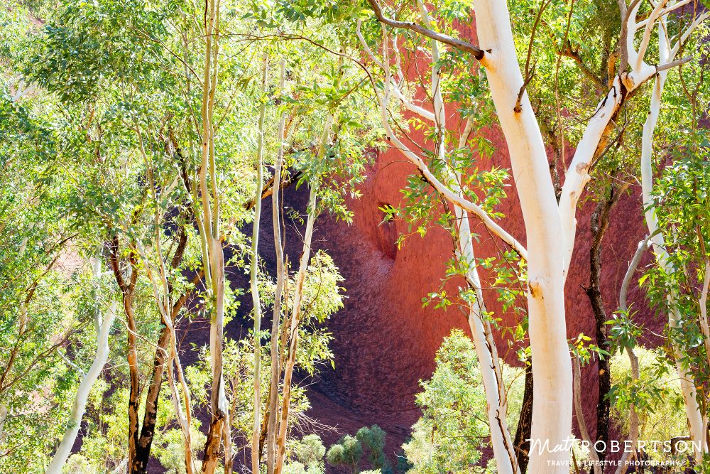 trees1ULURU_1000pxblog.jpg