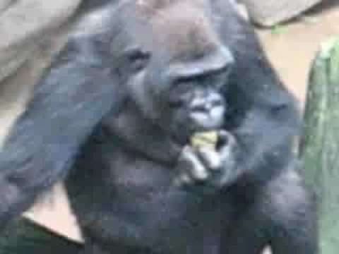 gorilla eats shit.jpg