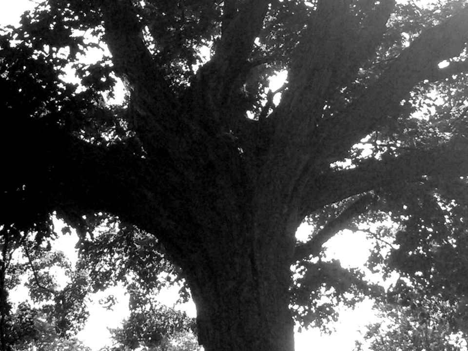 Big Tree (B&W).jpg