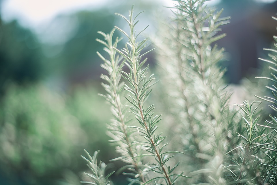 Rosemary.jpg
