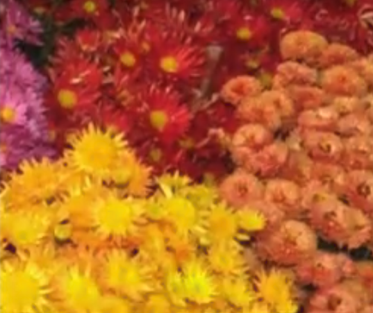 Colorful flowers.png