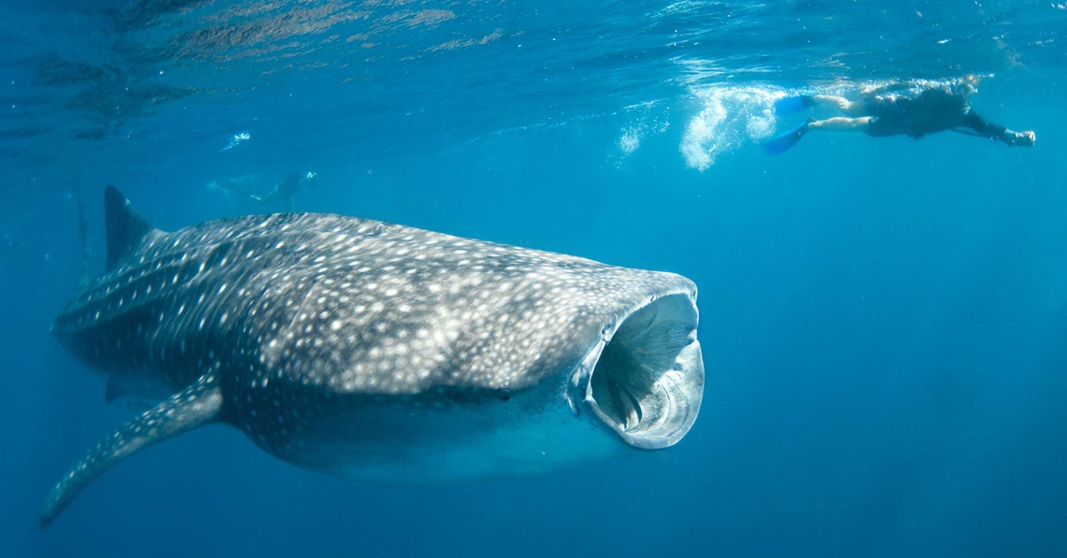 whale-shark-fb.jpg