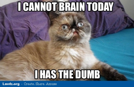 cat-meme-i-cannot-brain-today-dumb.jpg
