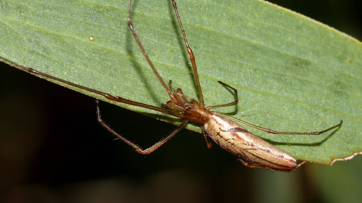 Arachnida Araneae Tetragnathidae Tetragnatha valida n2 Long-jawed spider Narawntapu 2017-11-01.jpg