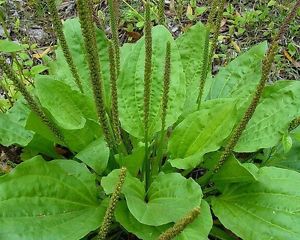 plantago major.jpg