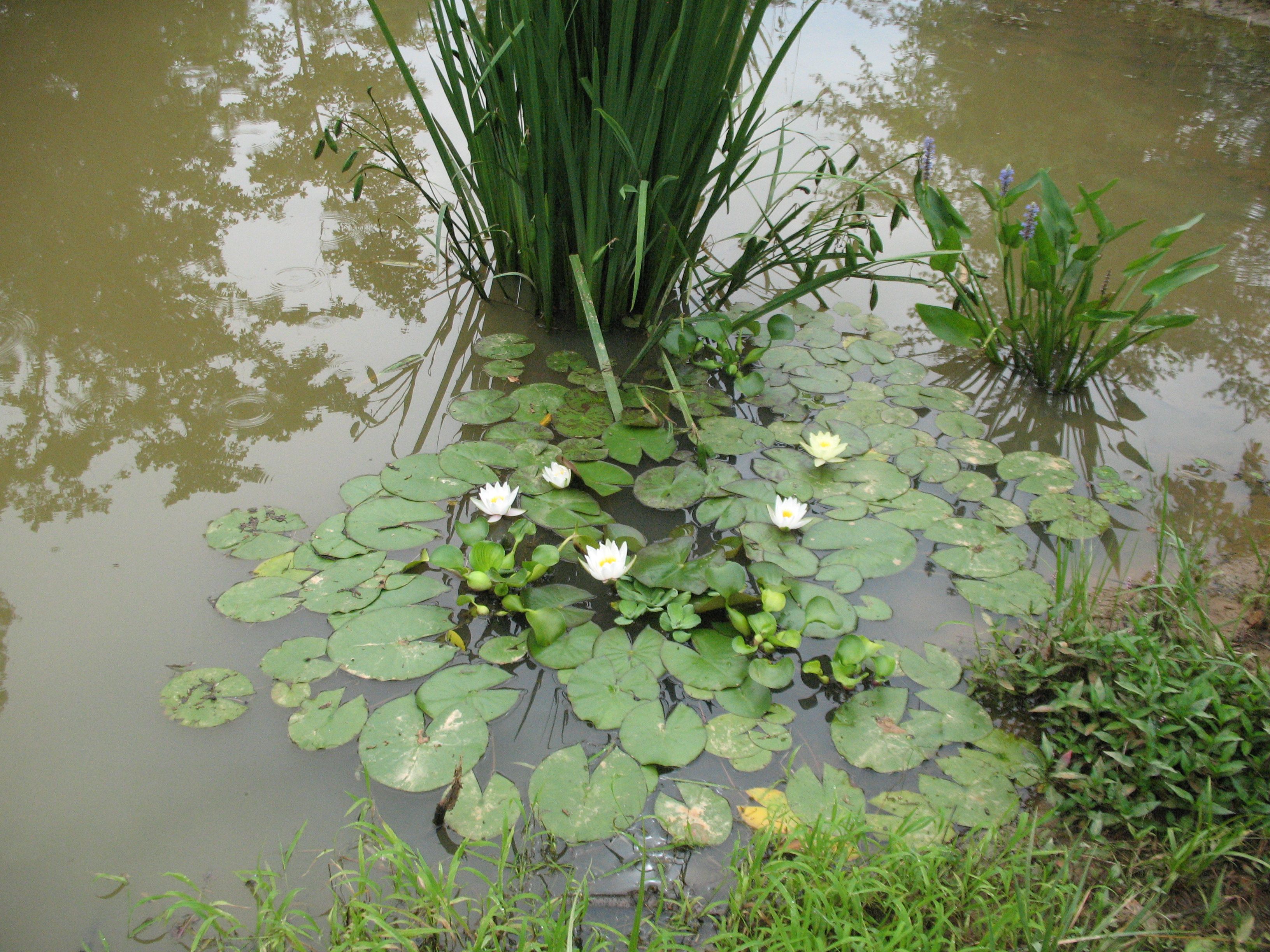 my pond garden.JPG