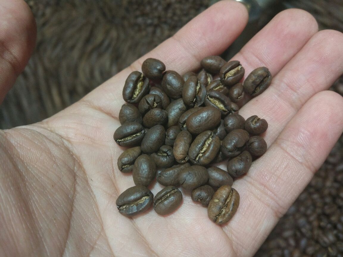 Steemit-Peaberry yang Telah diRoasting.jpeg