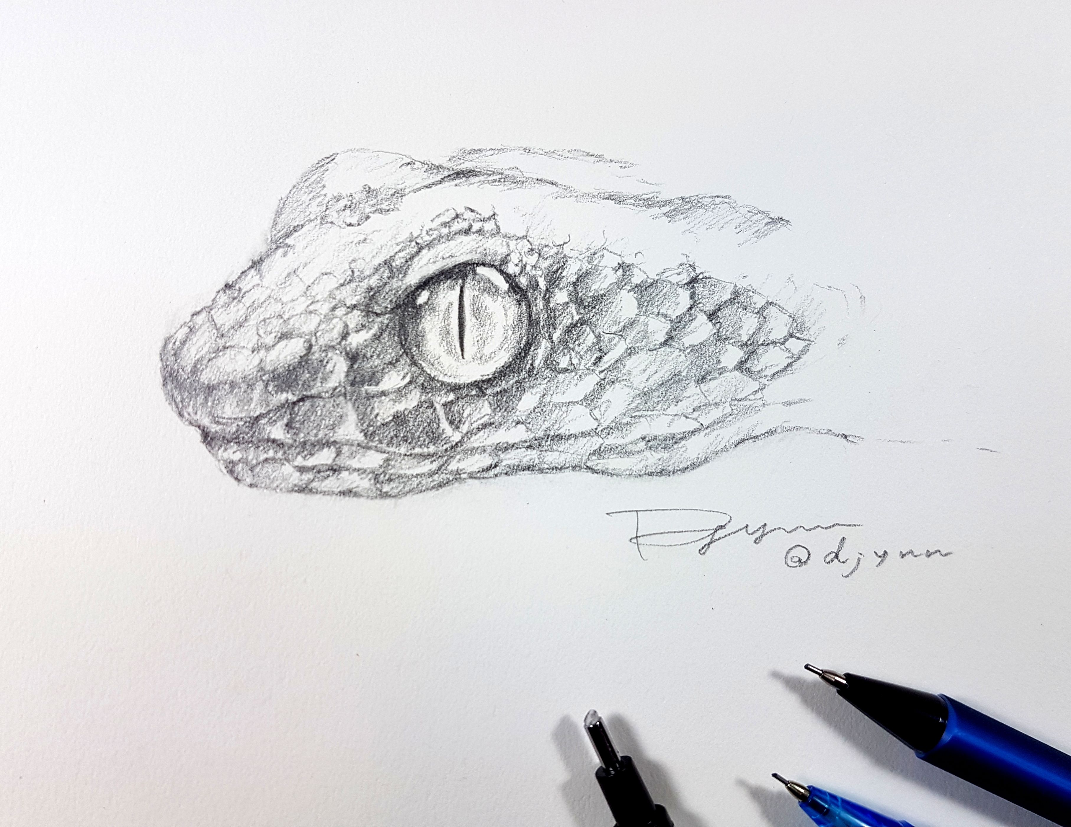 How to Sketch a Snake, Snake Head, Step by Step, Realistic, Drawing  Technique, FREE Online Drawing Tutori… | Snake drawing, Realistic animal  drawings, Shark drawing