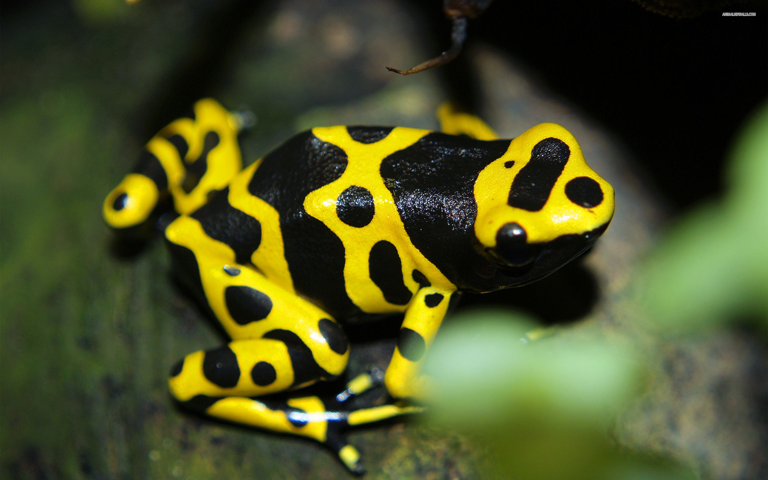 Yellow Banded Poison Dart Frog -05.jpg