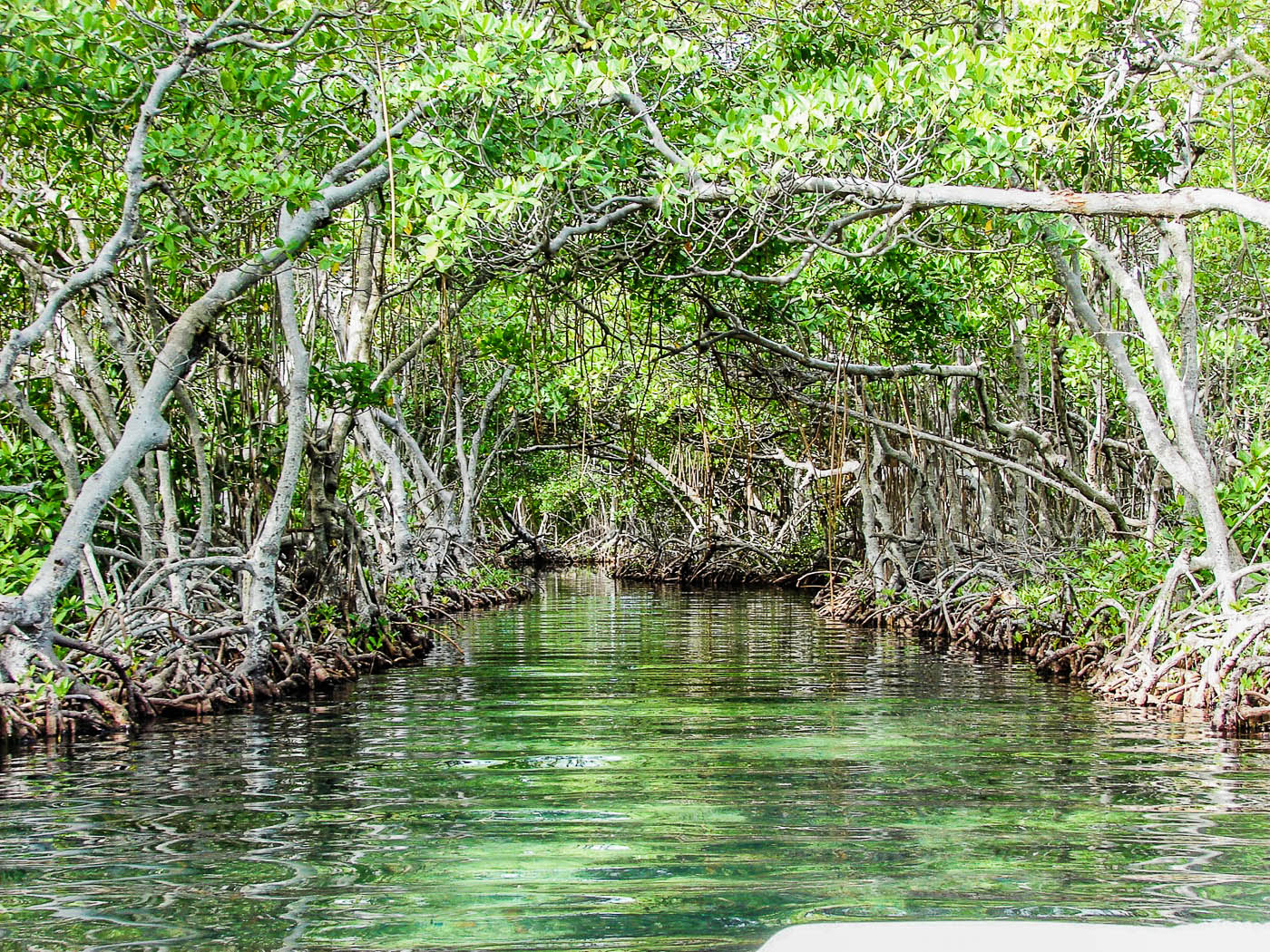 jonesville mangrove tour-1.jpg