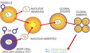 somatic-cell-nuclear-transfer.jpg