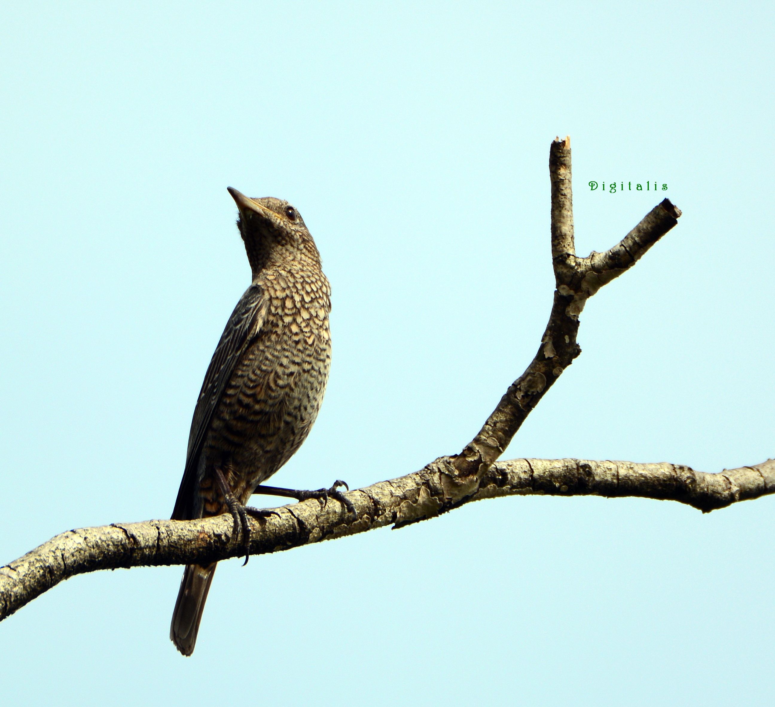 DSC_7135.JPG