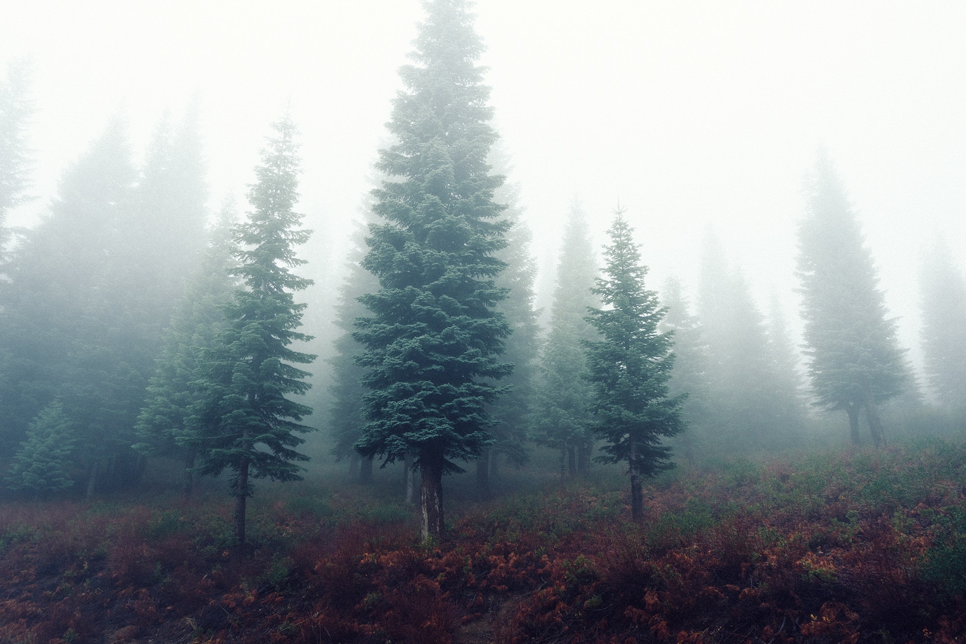 fog-foggy-forest-5106.jpg