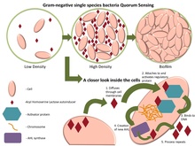 Quorum_sensing_of_Gram_Negative_cell.pdf.jpg