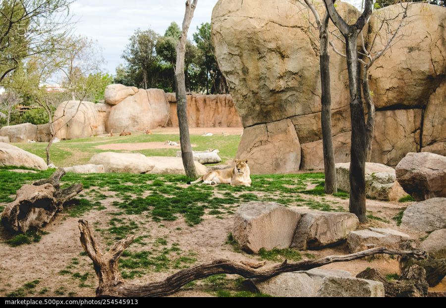 stock-photo-valencian-lion-254545913.jpg