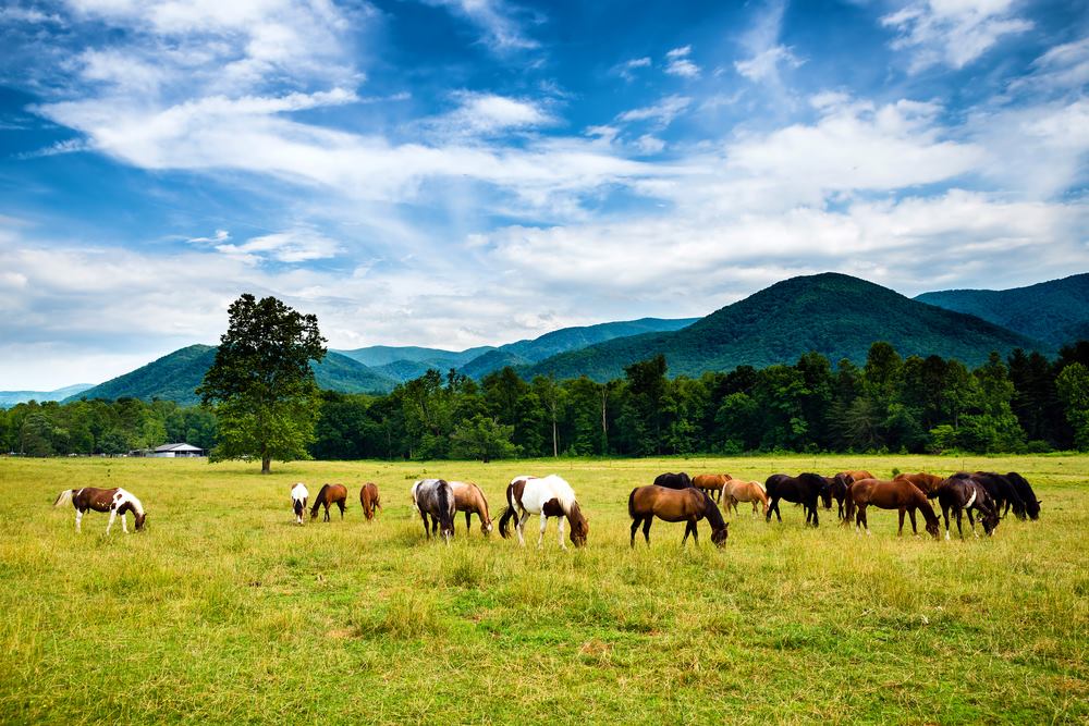 cade cove beauty.jpg