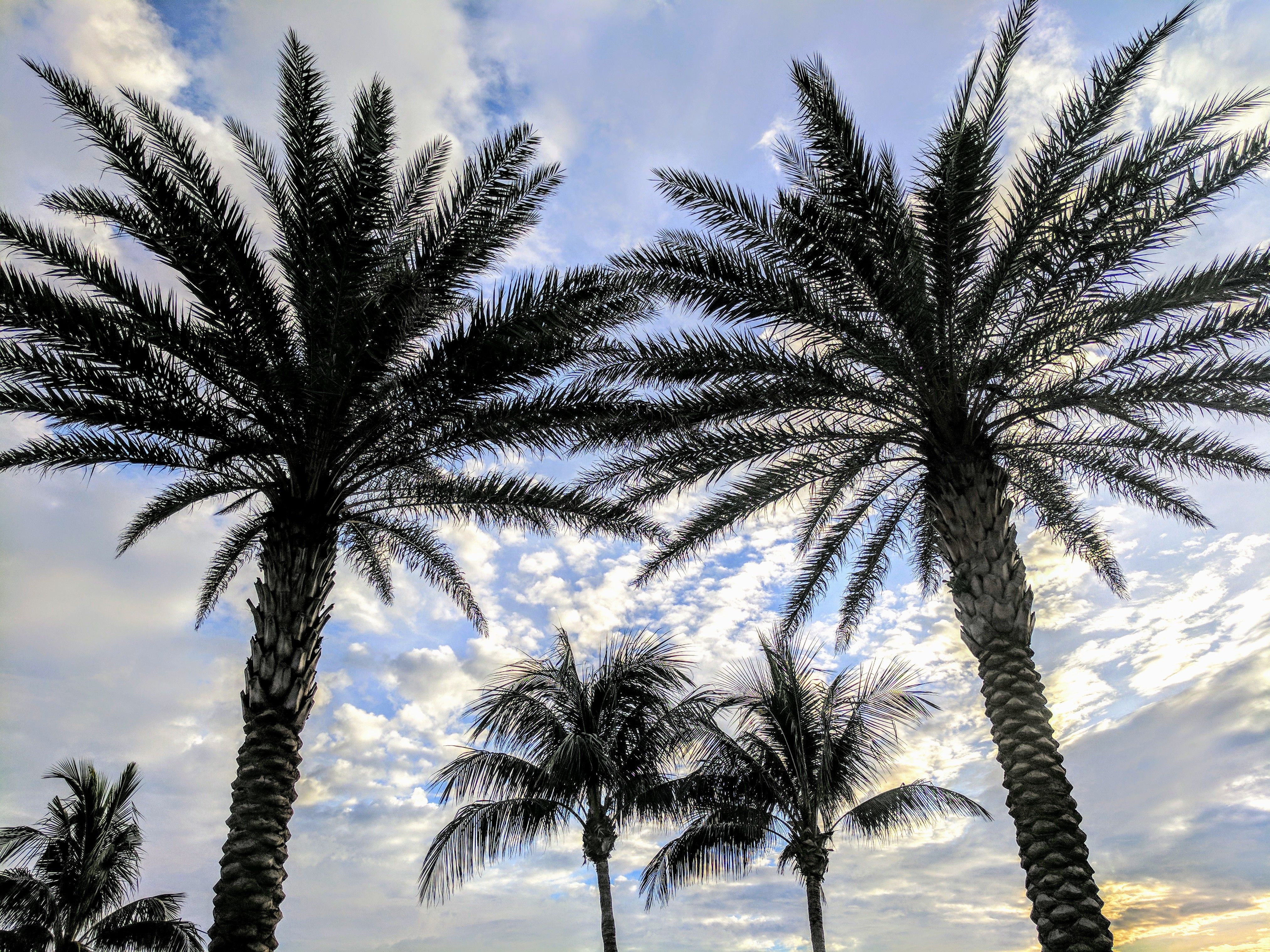 Marco Island Palms.jpg