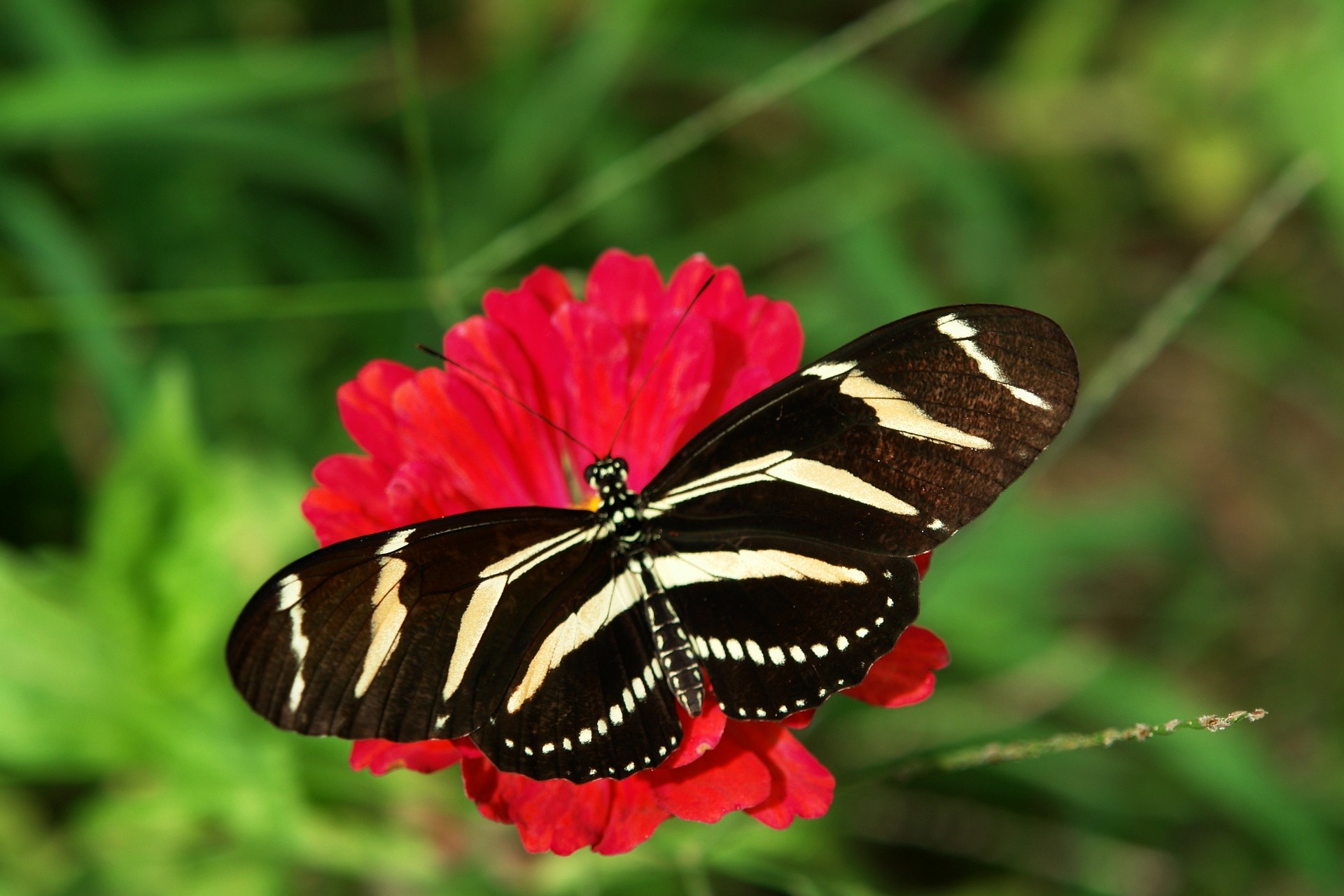 zebra-longwing-587787_1920.jpg