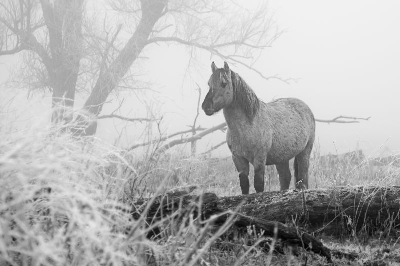 171203 Oostvaardersplassen 018.jpg