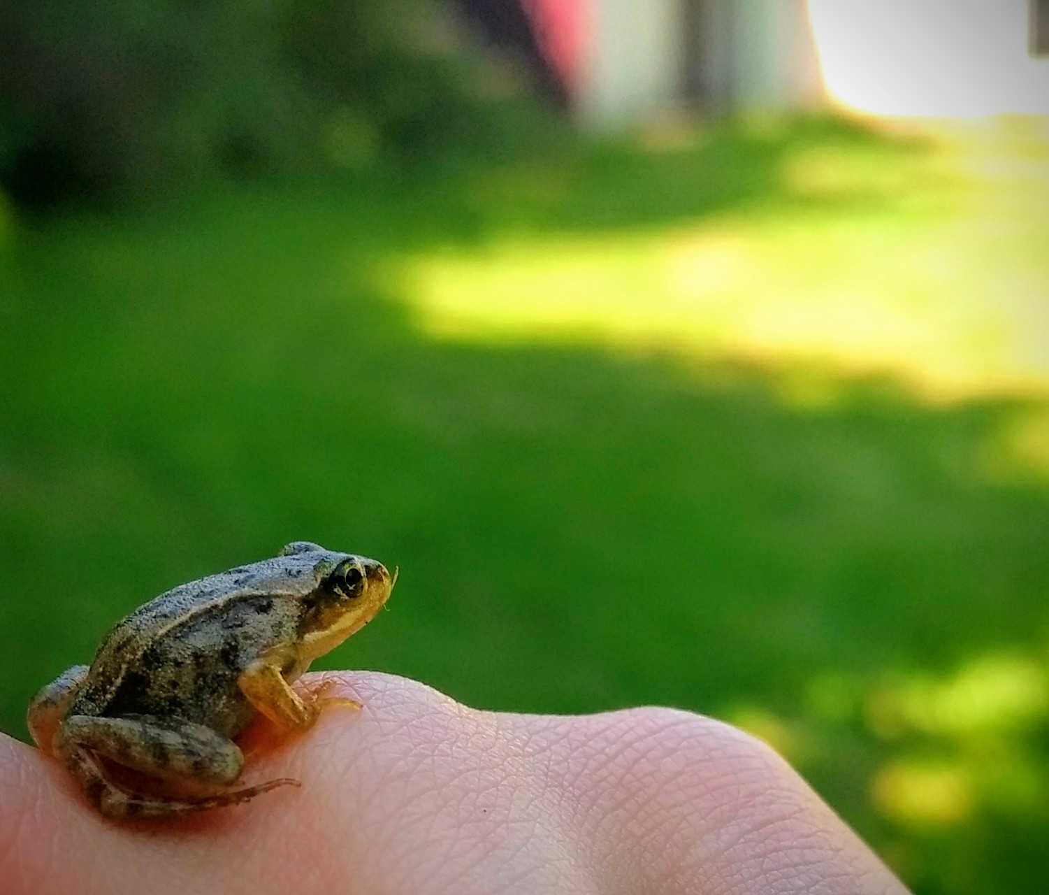Cute Baby Frog I Found in my Garden - Photos — Steemit
