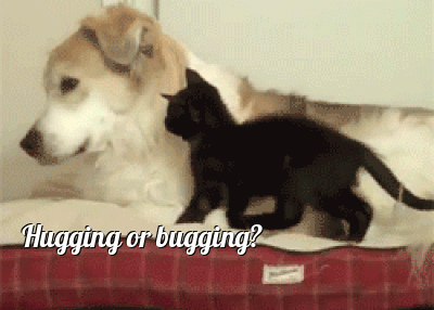 giphy (4).gif