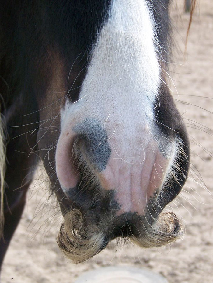 horse-moustaches-102-59c9f6d01af4a__700.jpg