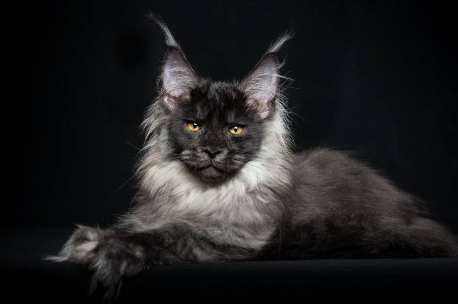 Maine-Coon.jpg