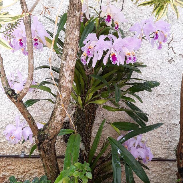 Orquídea Cattleya mossiae... — Steemit