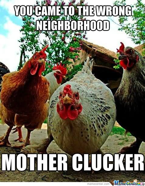 You-Came-To-The-Wrong-Neighborhood-Funny-Chicken-Meme-Picture.jpg